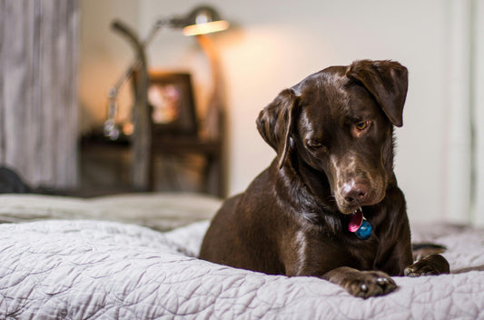 The Ultimate Guide to Choosing the Best Bed for Your Pet